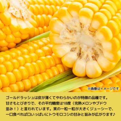 先行受付 7月上旬以降発送 朝採り トウモロコシ (ゴールドラッシュ) 約6kg[SF018ya]