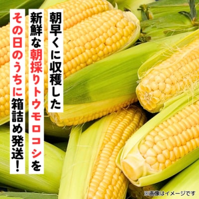 先行受付 7月上旬以降発送 朝採り トウモロコシ (ゴールドラッシュ) 約6kg[SF018ya]