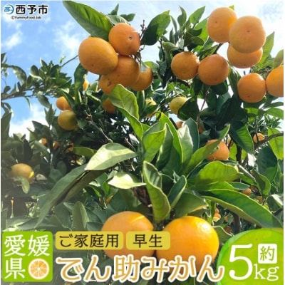 愛媛県西宇和産　でん助みかん(早生) 5kg　ご家庭用