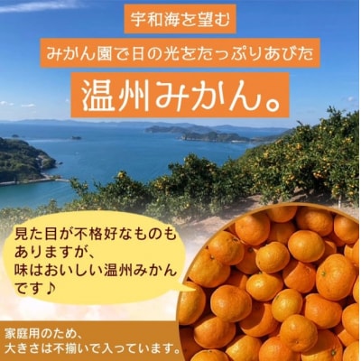愛媛県西宇和産でん助みかん(温州みかん)5kg(家庭用)南柑20号