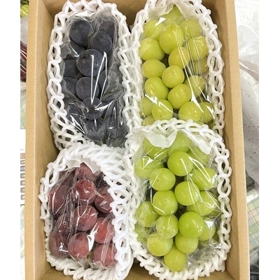 訳あり(ご家庭用) シャインマスカット入り詰め合わせぶどう 1.5kg 0065-2604
