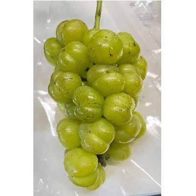 訳あり(ご家庭用) シャインマスカット入り詰め合わせぶどう 1.5kg 0065-2604