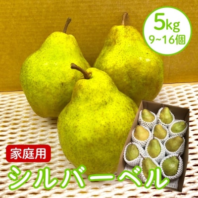 西洋梨(シルバーベル)5kg　ご家庭用　0065-2609