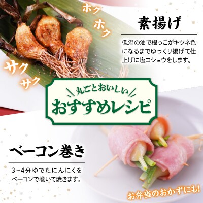 つのにんにく 10本 × 7袋 計70本 発芽にんにく 水耕 栽培 スプラウト ニンニク
