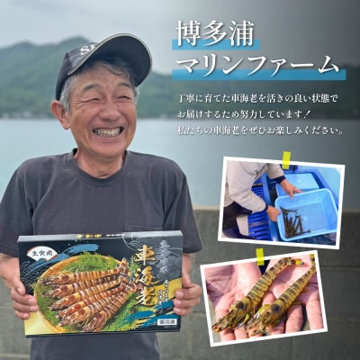 【鹿児島県産】冷凍 車海老 600g (加熱用) 車エビ 車えび くるまえび 海老 冷凍 南さつま市