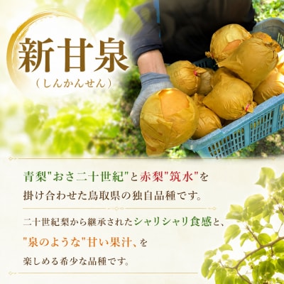 【2027年発送分先行受付】新甘泉(赤秀) 2.5kg【鳥取限定の希少な品種!】