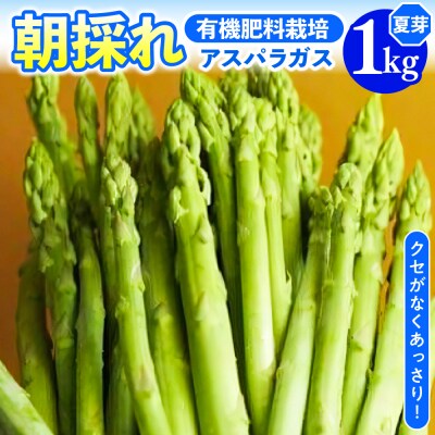 《 先行受付 》【 令和8年産 夏芽 】 アスパラガス 1kg 1箱