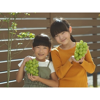 上山産シャインマスカット　1.8kg以上♪　0140-2609