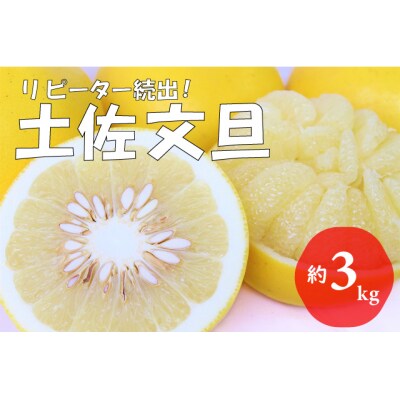 【先行予約 2027年2月～発送】土佐文旦 3kg 贈答用 フルーツ 果物 柑橘 ぶんたん 産地直送
