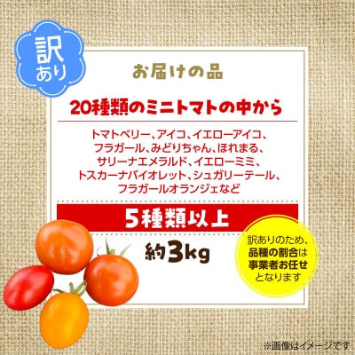 【2027年発送】【訳あり】大作農園のカラフルミニトマト約3kg(5種以上) SBTR014