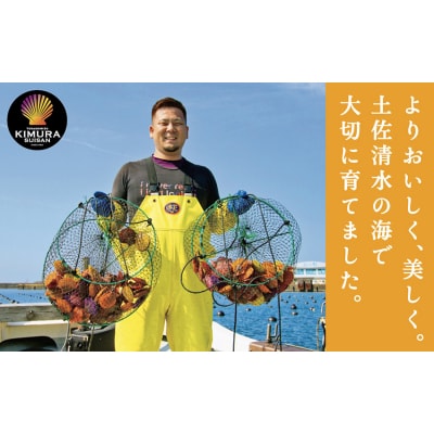 冷凍 ヒオウギ貝 8個セット ホタテの仲間  真空パック BBQ 海鮮【R00802】