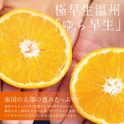 温州 ゆら早生 みかん 約5kg [9月発送開始] 柑橘フルーツ 果物 鹿児島県産