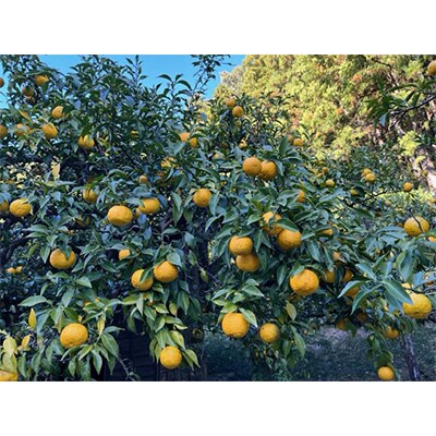 青木さんの箱詰め桂木ゆず