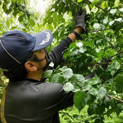 【C01】武州農園の白加賀(生梅)2L～　3kg