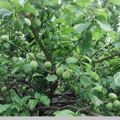 【C02】武州農園の白加賀(生梅)2L～　5kg