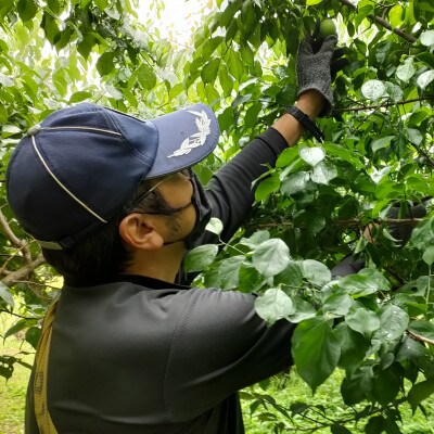 【C02】武州農園の白加賀(生梅)2L～　5kg