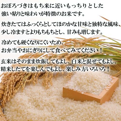 <10月中旬より発送開始> 新米 令和8年度産 北海道米おぼろづき玄米5kg <先行受付>