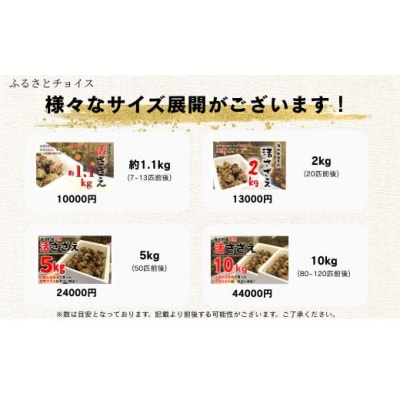 島獲れ 活さざえ 5kg 刺身