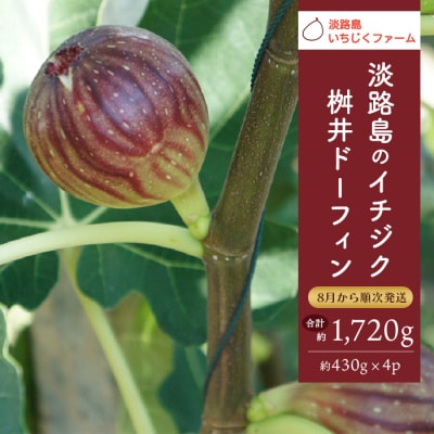 淡路島のイチジク桝井ドーフィン【発送時期8月中旬～下旬・お届け日指定不可】　ah11010