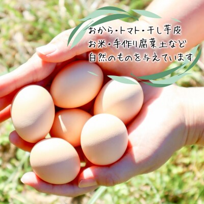 【定期便】土佐ジローたまご(1箱36個入)×6回　約2週間毎に1回 