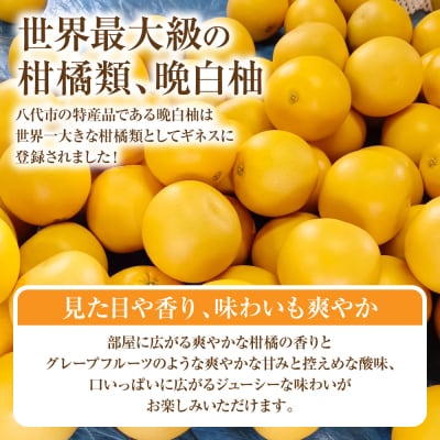 先行予約 ハウス晩白柚 秀品Lサイズ2玉入り 2026年12月中旬より順次発送_251-6453-B
