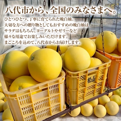 先行予約 ハウス晩白柚 秀品Lサイズ2玉入り 2026年12月中旬より順次発送_251-6453-B
