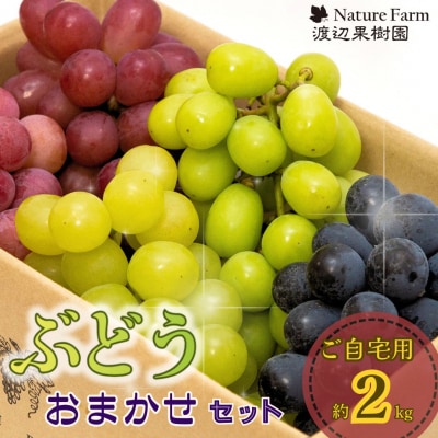 ご自宅用ぶどうおまかせセット 約2kg 令和8年度 三条市産 【020S131】