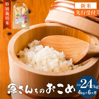 【令和8年産】原さんちのお米 白米 4kg にこまる 6回定期便 米 お米 こめ