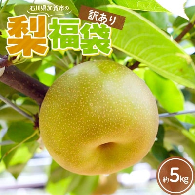 梨 福袋 5kg 旬の品種をお届け 果物 フルーツ なつしずく 幸水 F6P-2945