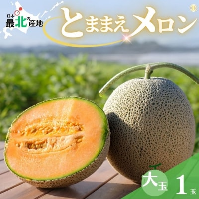 【2027年7月中旬から発送】とままえメロン 1玉 1.6kg前後 大玉サイズ rum08 | ふるさと納税のお礼品