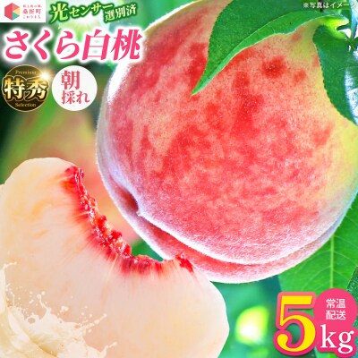 もも【さくら白桃・2027年産】特秀　5kg　桑折町産　JAふくしま未来　桃　献上桃の郷