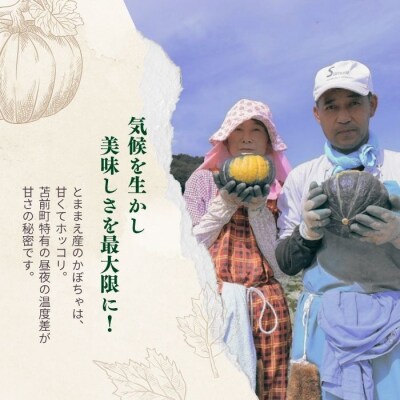 【2026年9月上旬から発送】北海道とままえ産 かぼちゃ 3玉 計5kg前後 rum12