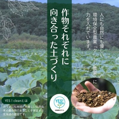 【2026年9月上旬から発送】北海道とままえ産 かぼちゃ 3玉 計5kg前後 rum12