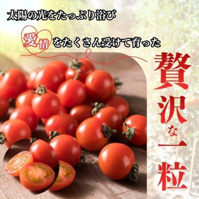 【2026年7月上旬から発送】北海道とままえ産 ミニトマト「愛果(あいか)」2kg rum13