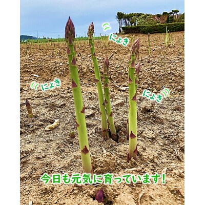 【2026年5月中旬から発送】上田ファームのグリーンアスパラガス 1kg《数量限定》 ued07