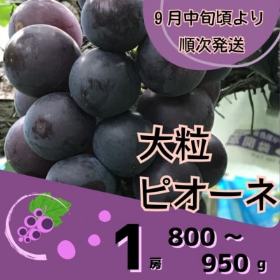 ピオーネ1房 (800~950g)　数量限定　Y7