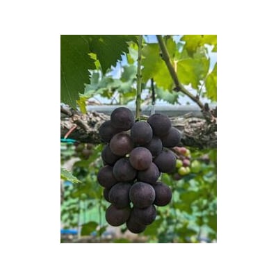 ピオーネ1房 (800~950g)　数量限定　Y7
