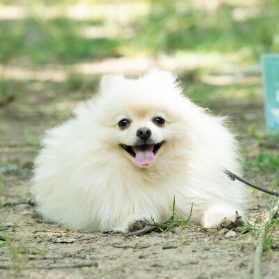 宍粟鹿肉100%　犬・猫の無添加おやつ　柔らかい(ソフトタイプ)3種類計5袋　O17