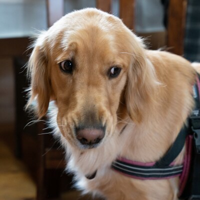 宍粟鹿肉100%　犬・猫の無添加おやつ　柔らかい(フリーズドライタイプ)O18