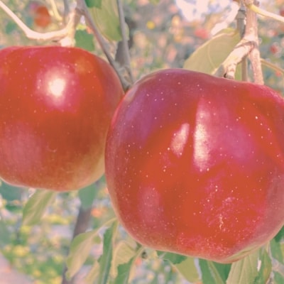 【先行予約丨2026年10月上旬より順次発送】紅玉【約2～2.5kg(8～14玉)】