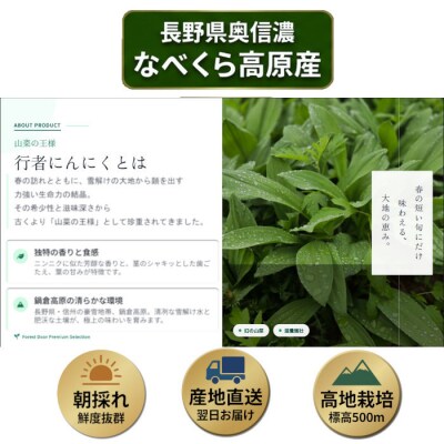 【令和9年産先行予約】行者にんにく 忍 250g入り　1箱(35枚～40枚)