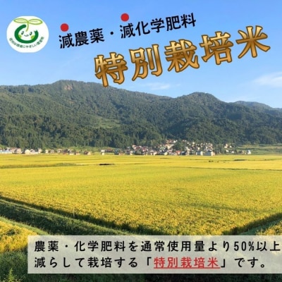 【令和8年新米予約】特別栽培米 「かまくらの里 コシヒカリ」 精米 5kg (5kg×1袋)