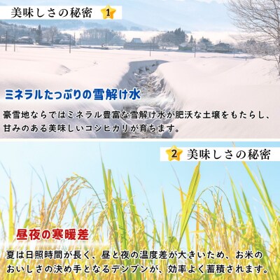 【先行予約】《 令和8年産 新米 》 こしひかり 玄米 20kg  奥信濃飯山～木内ファームのお米～
