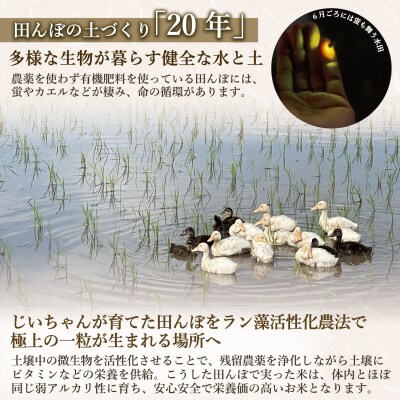【先行予約】《 令和8年産 新米 》極上のコシヒカリ「七〇八米(なおやまい)【黒】」玄米20kg
