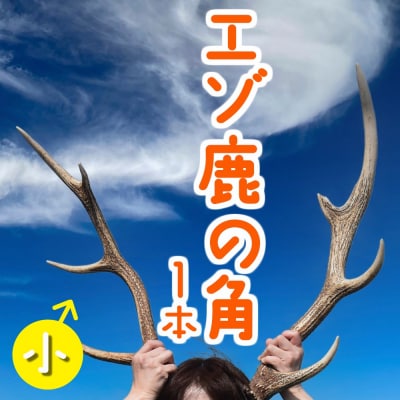 エゾ鹿の角 小1本(40cm～50cm前後) 蝦夷鹿 シカ 天然 素材 DIY tom03