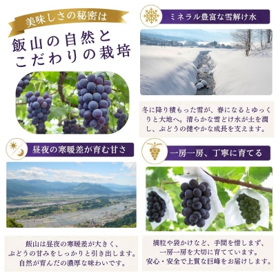 種なし巨峰 2房(約1kg以上)《2026年9月上旬より順次発送》| 木原果樹園