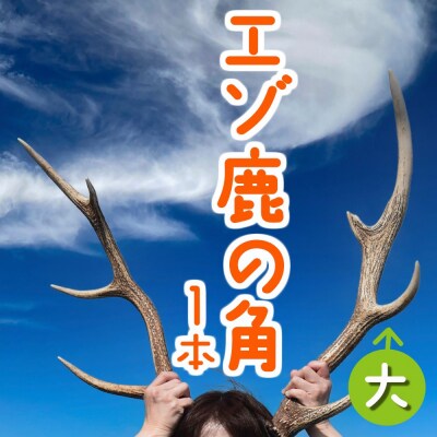 エゾ鹿の角 大1本(55cm～70cm前後) 蝦夷鹿 シカ 天然 素材 DIY tom04