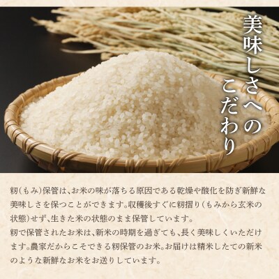 令和7年産 アグリプロ未来のゆめぴりか 5kg【a178-001】北海道 岩見沢市 北海道産 お米 