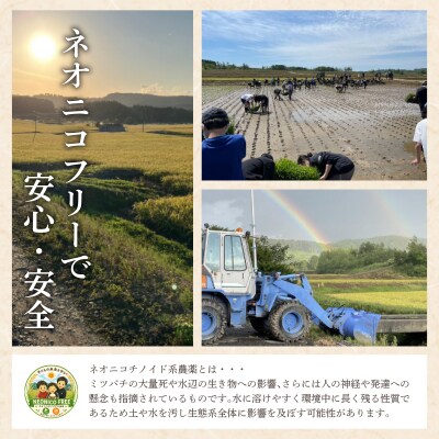 令和7年産 アグリプロ未来のゆめぴりか 5kg【a178-001】北海道 岩見沢市 北海道産 お米 