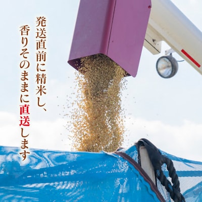 【令和8年産新米・先行受付】ひのひかり 5kg　※10月中旬以降順次発送予定　精米済み [3218]